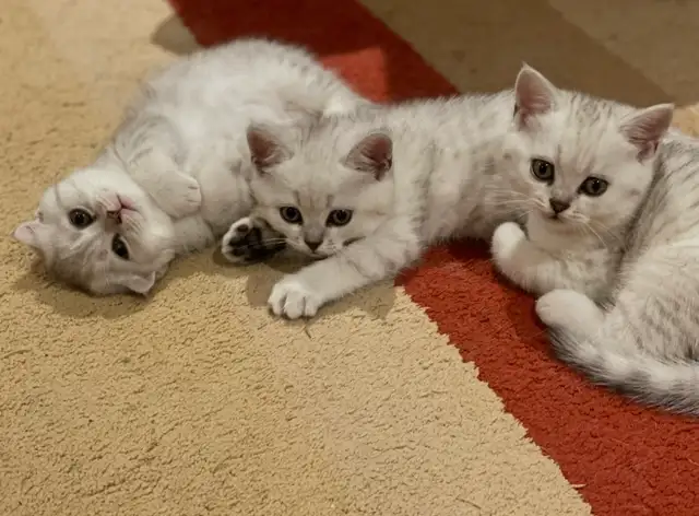 ❤️❤️Cute Purebred British/Scottish shorthair kittens - Photo 2