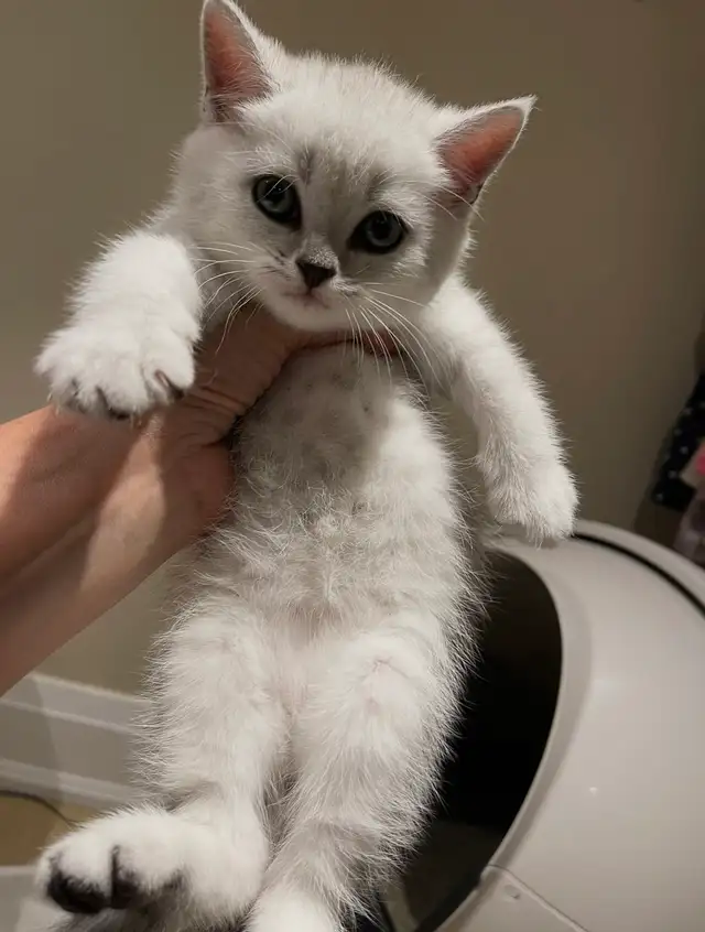 ❤️❤️Cute Purebred British/Scottish shorthair kittens - Photo 3