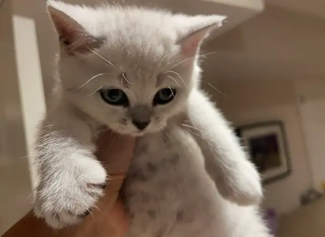 ❤️❤️Cute Purebred British/Scottish shorthair kittens - Photo 4