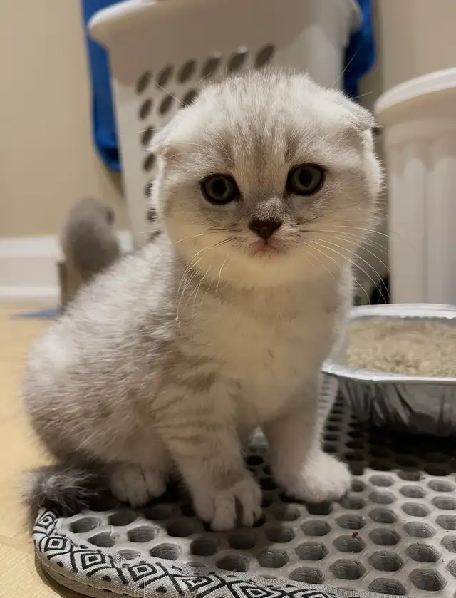 ❤️❤️Cute Purebred British/Scottish shorthair kittens - Photo 6