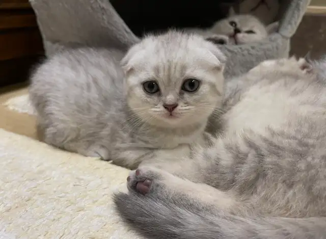 ❤️❤️Cute Purebred British/Scottish shorthair kittens - Photo 7