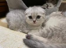 ❤️❤️Cute Purebred British/Scottish shorthair kittens - Photo 7