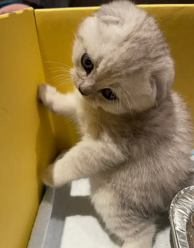 ❤️❤️Cute Purebred British/Scottish shorthair kittens - Photo 8