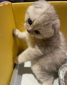 ❤️❤️Cute Purebred British/Scottish shorthair kittens - Photo 8