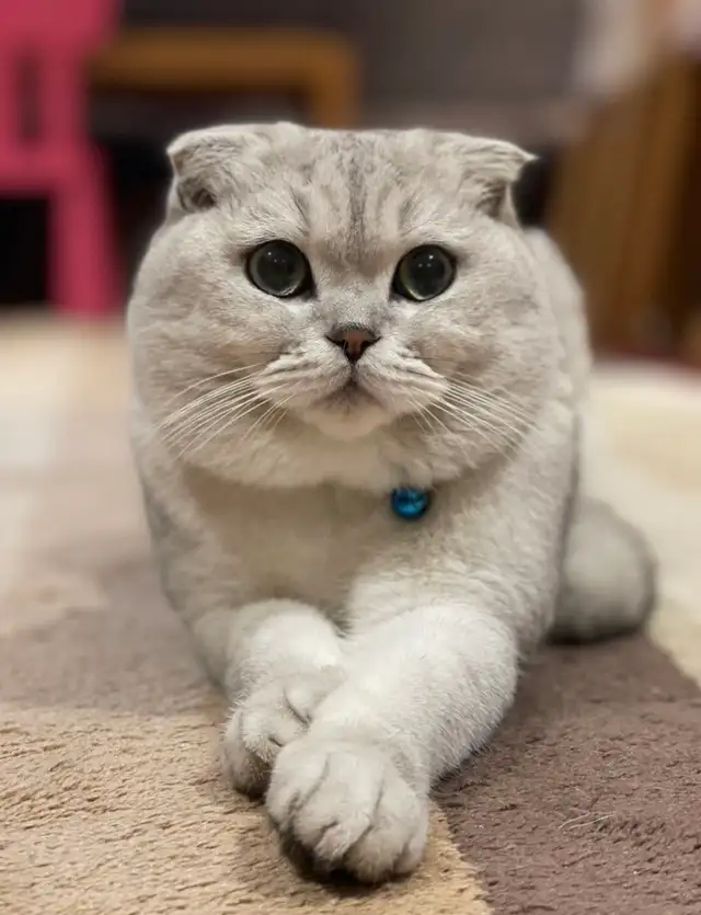 ❤️❤️Cute Purebred British/Scottish shorthair kittens - Photo 9