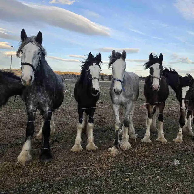 Shires for sale