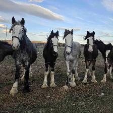 Shires for sale