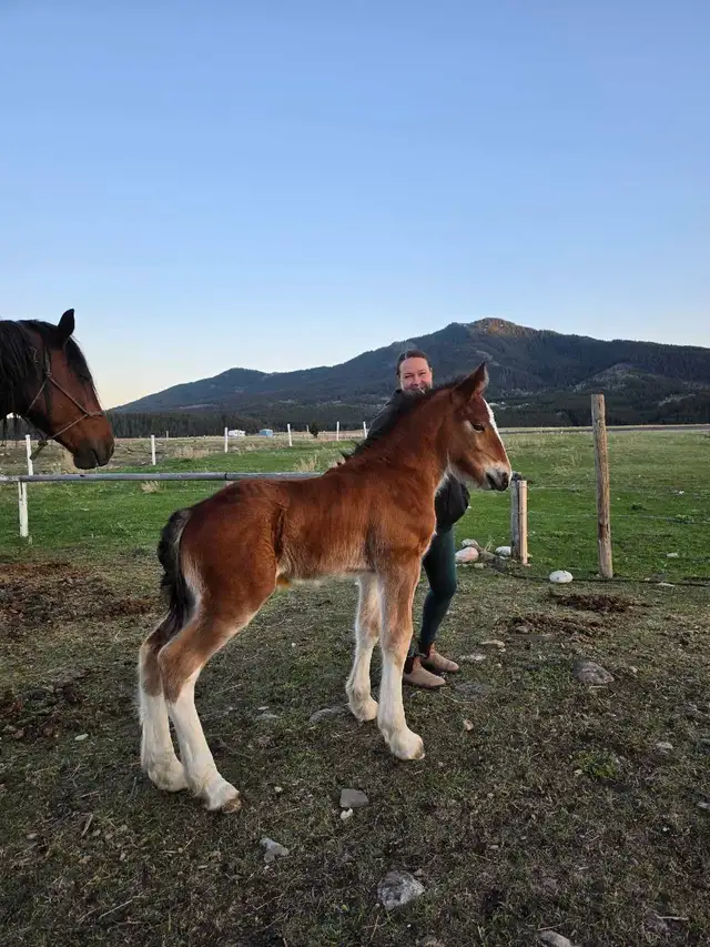 Shires for sale - Photo 2