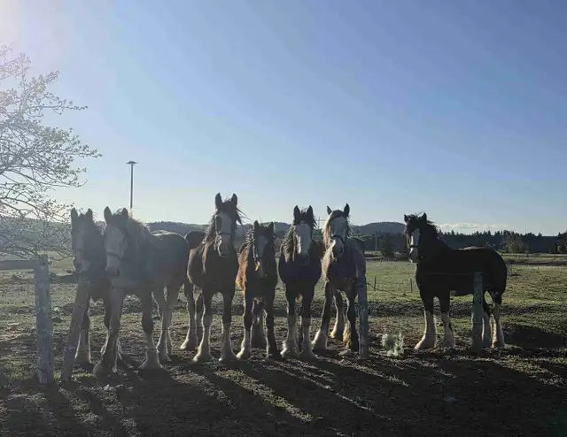 Shires for sale - Photo 3