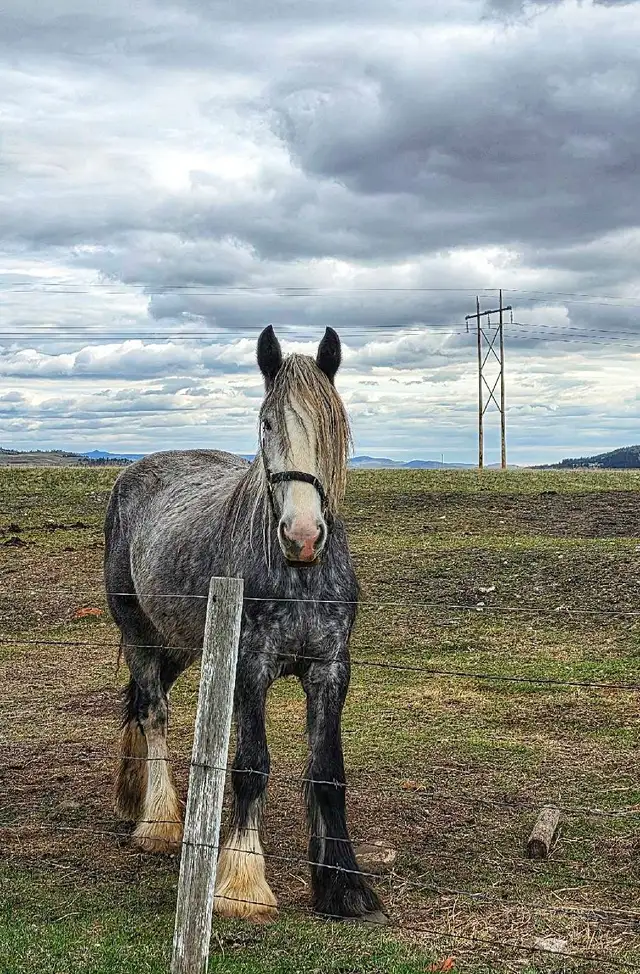 Shires for sale - Photo 4