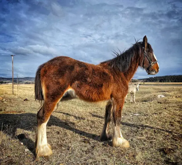 Shires for sale - Photo 5