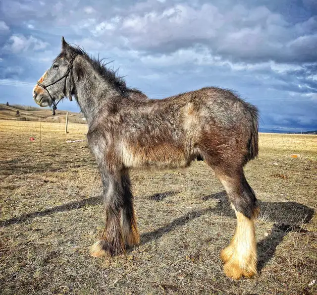 Shires for sale - Photo 6