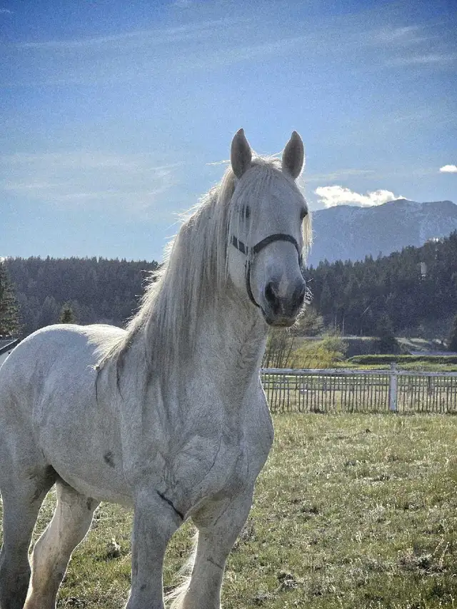 Shires for sale - Photo 8