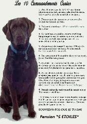 Pension 5 ETOILES pour chiens en milieu familial - Laval(^.^) - Photo 2