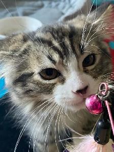 Pet Sitter Cat/ Kitten/ Pet Boarding Fair Fees - Photo 2