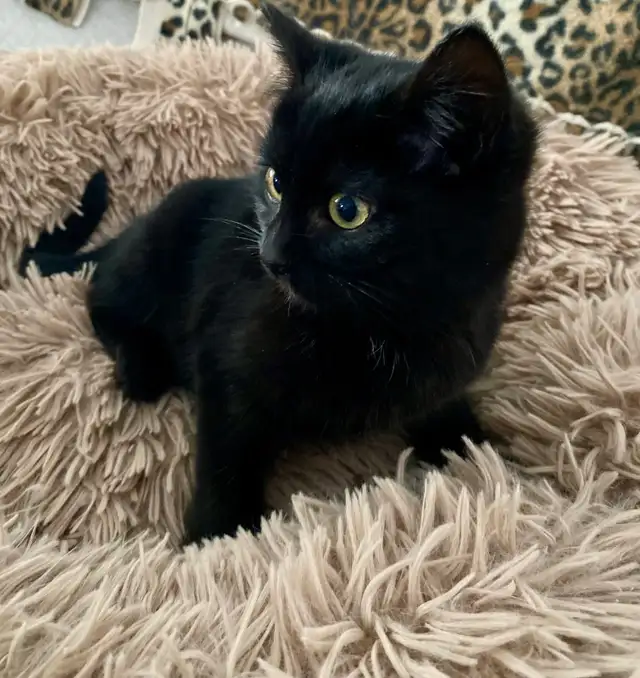 Pet Sitter Cat/ Kitten/ Pet Boarding Fair Fees - Photo 4