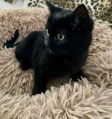 Pet Sitter Cat/ Kitten/ Pet Boarding Fair Fees - Photo 4