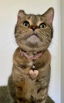 Pet Sitter Cat/ Kitten/ Pet Boarding Fair Fees - Photo 5