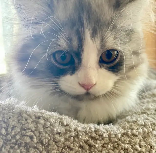 Pet Sitter Cat/ Kitten/ Pet Boarding Fair Fees - Photo 7