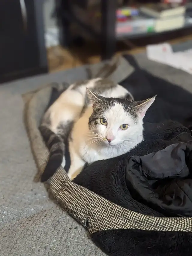 Pet Sitter Cat/ Kitten/ Pet Boarding Fair Fees - Photo 8