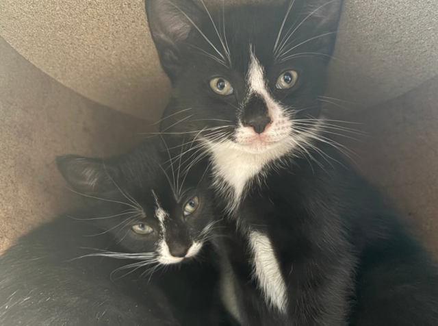 Kitten for Cat sale