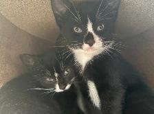 Kitten for Cat sale