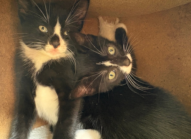 Kitten for Cat sale - Photo 2