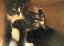Kitten for Cat sale - Photo 2