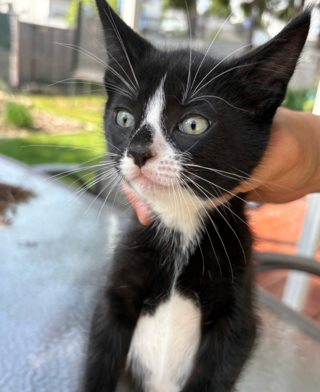 Kitten for Cat sale - Photo 3