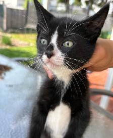 Kitten for Cat sale - Photo 3