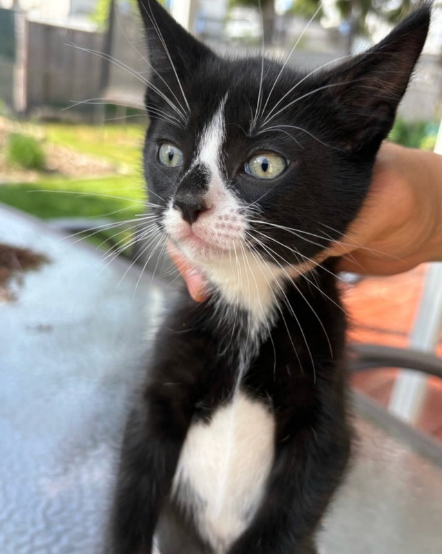Kitten for Cat sale - Photo 4