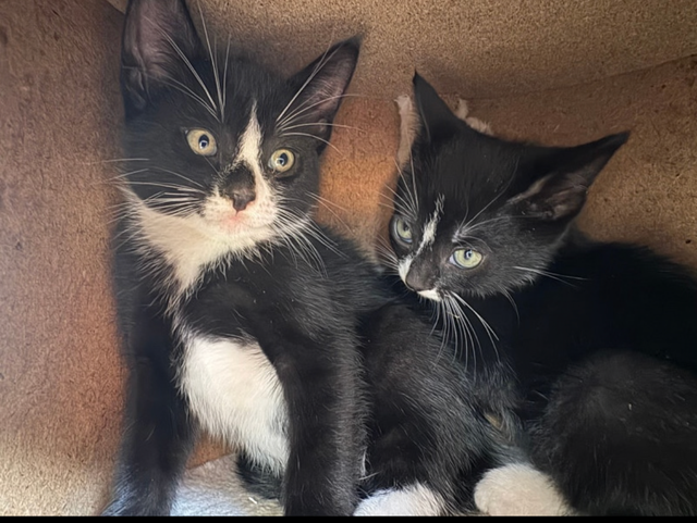 Kitten for Cat sale - Photo 5