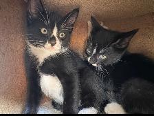 Kitten for Cat sale - Photo 5