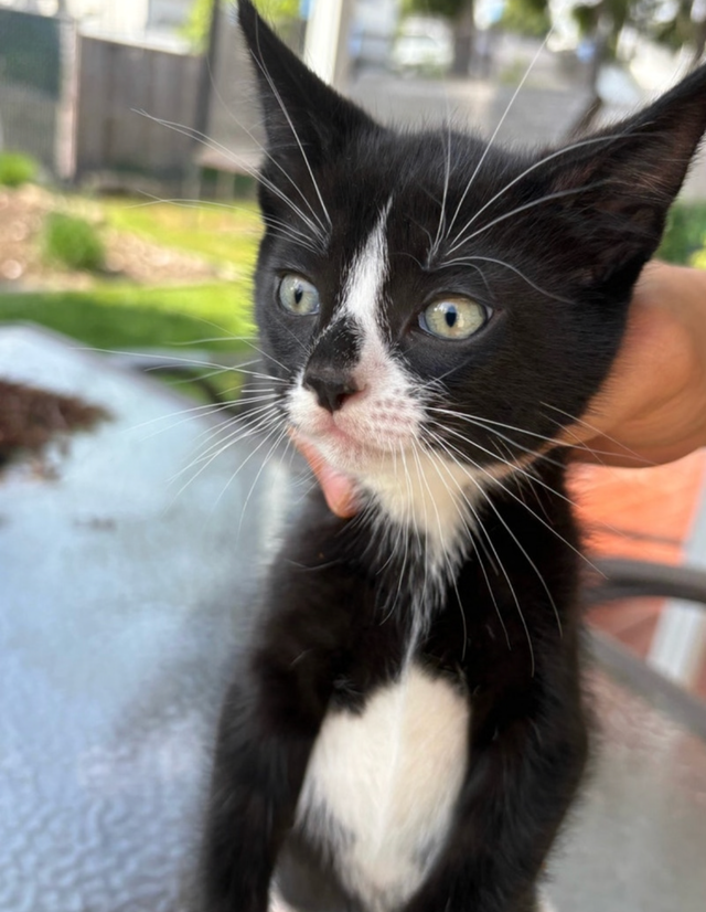 Kitten for Cat sale - Photo 6