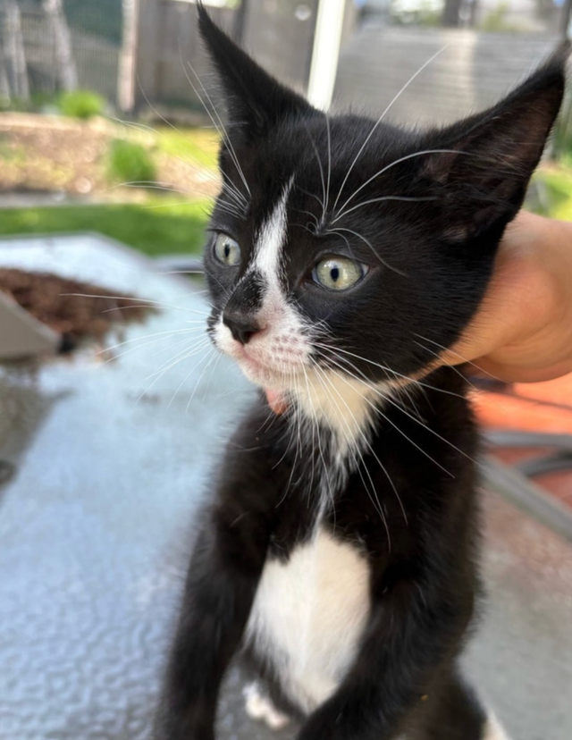 Kitten for Cat sale - Photo 7