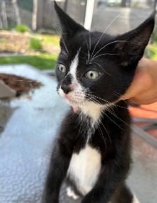 Kitten for Cat sale - Photo 7