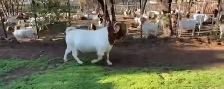 Qurbani booking available - Photo 8