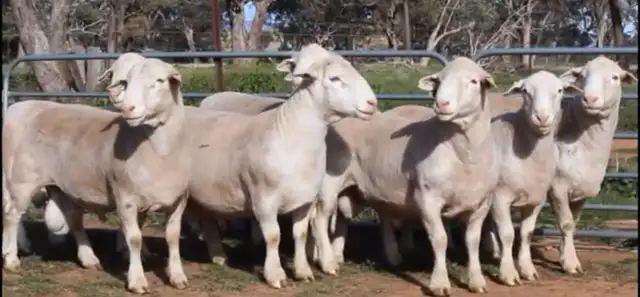 Qurbani booking available - Photo 9