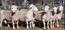 Qurbani booking available - Photo 9