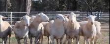 Qurbani booking available - Photo 10