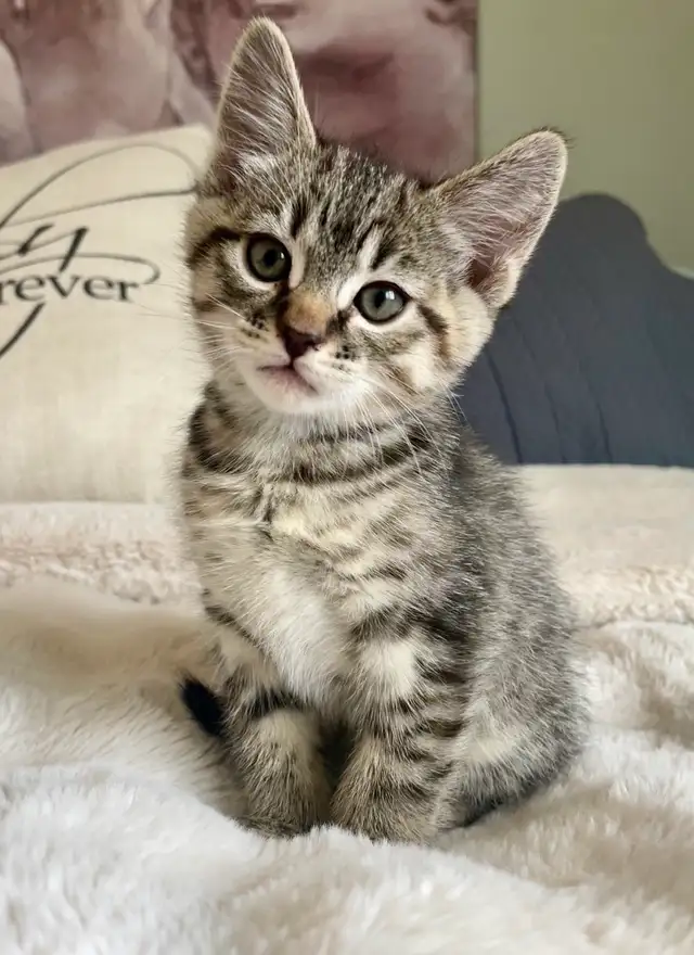 Free kitten 7 weeks old. please read add