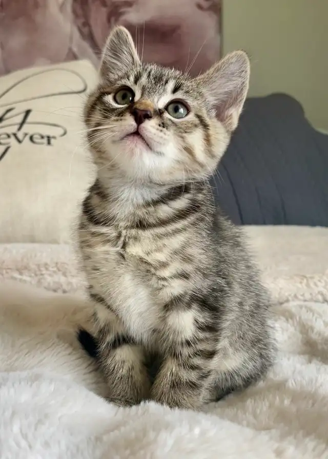 Free kitten 7 weeks old. please read add - Photo 2