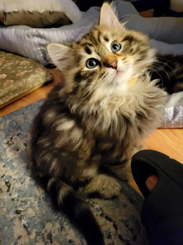 Purebred Hypoallergenic Siberian Kittens