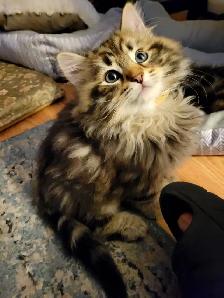 Purebred Hypoallergenic Siberian Kittens