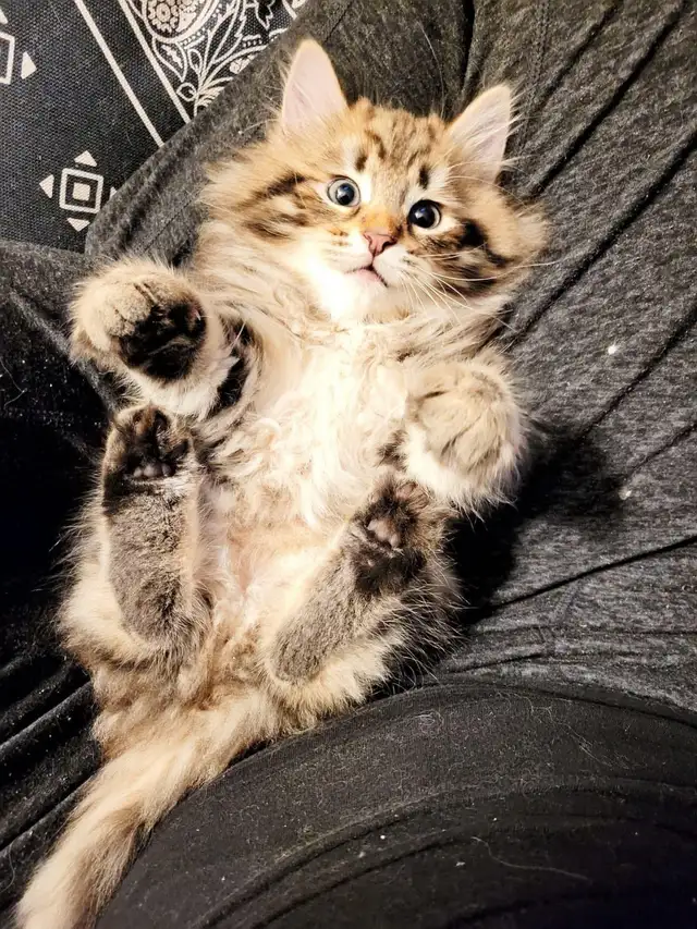 Purebred Hypoallergenic Siberian Kittens - Photo 2