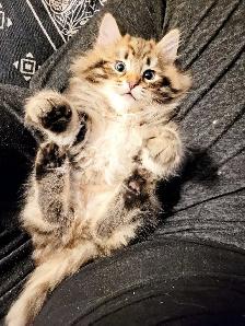 Purebred Hypoallergenic Siberian Kittens - Photo 2
