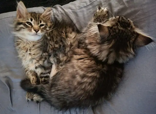 Purebred Hypoallergenic Siberian Kittens - Photo 3