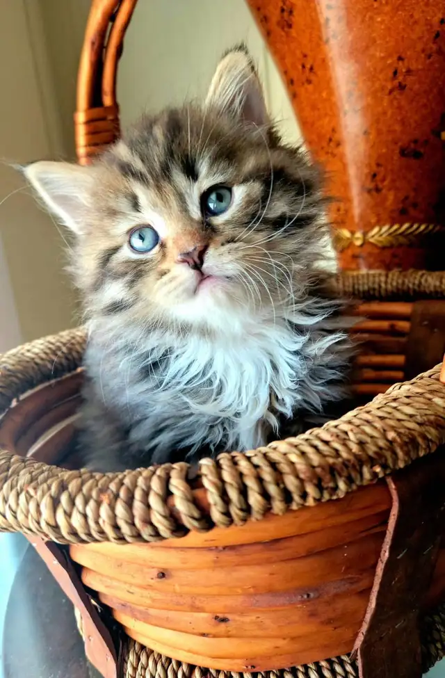 Purebred Hypoallergenic Siberian Kittens - Photo 4