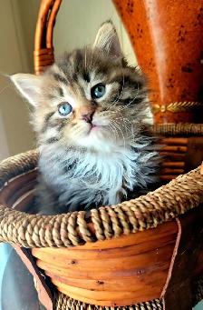 Purebred Hypoallergenic Siberian Kittens - Photo 4