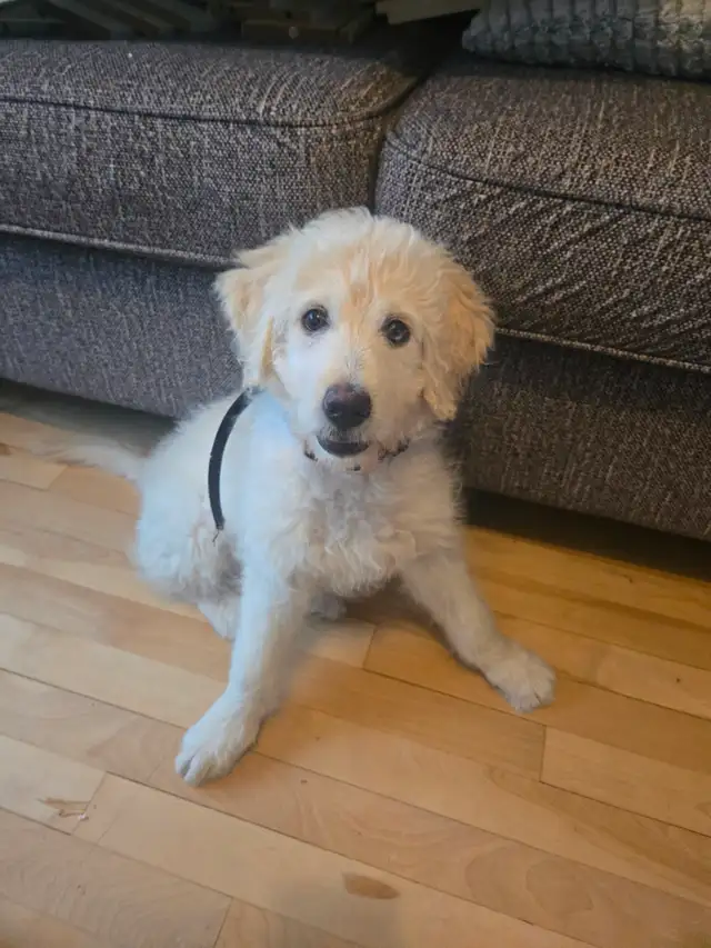 Chien aussiedoodle